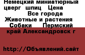 Немецкий миниатюрный(цверг) шпиц › Цена ­ 50 000 - Все города Животные и растения » Собаки   . Пермский край,Александровск г.